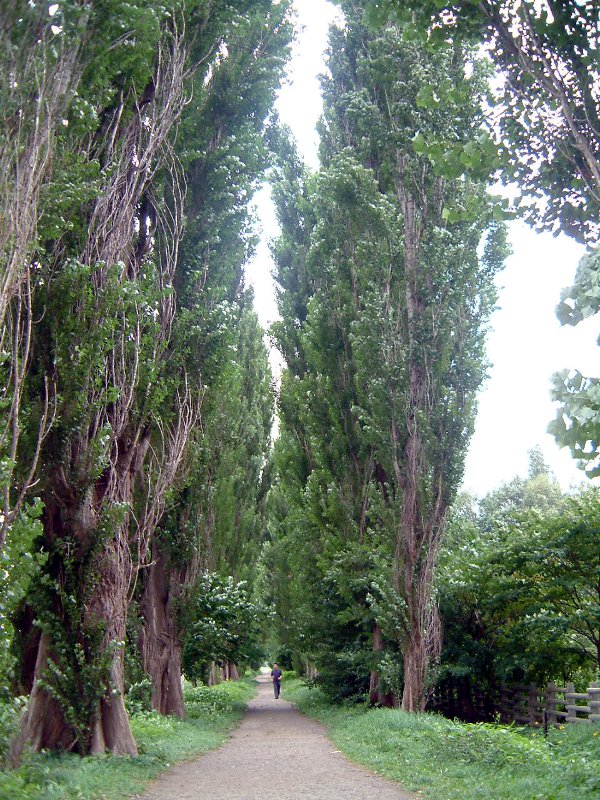 �|�v��(poplar)